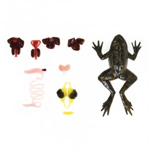 Frog Section Model - Image 5