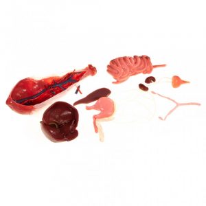 Abdominal Organs Replacement kit for Cat Surgical Simulator