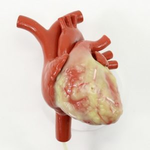 Surgical Beating Heart Model for CABG