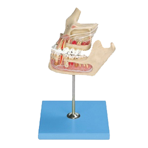 Tooth Pathology with jaw