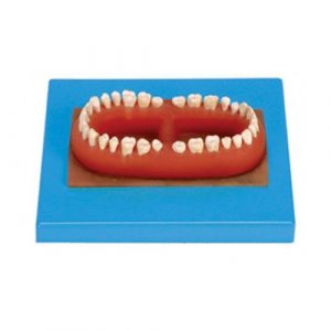 Set of Teeth of an Adult