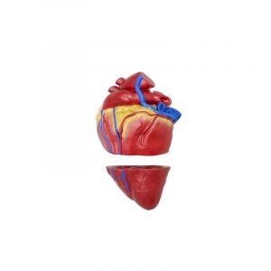 Pig Heart Model