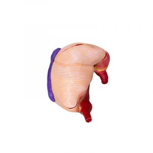 Pig Stomach Model 2 Parts 1/3 Natural Size