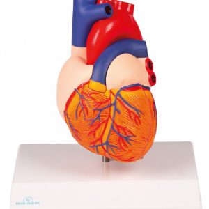 Human Heart Model 2 Parts Life Size