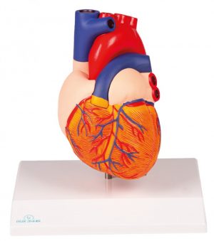 Human Heart Model 2 Parts Life Size