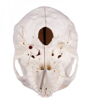 Luxury Demonstration Skull 14 Parts for Advanced Studies - Image 10