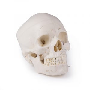 Luxury Demonstration Skull 14 Parts for Advanced Studies