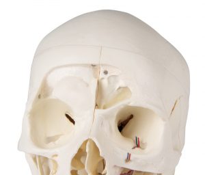 Luxury Demonstration Skull 14 Parts for Advanced Studies - Image 6