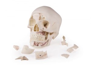 Luxury Demonstration Skull 14 Parts for Advanced Studies - Image 8