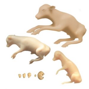 Bovine Fetal Development Models 8 Models