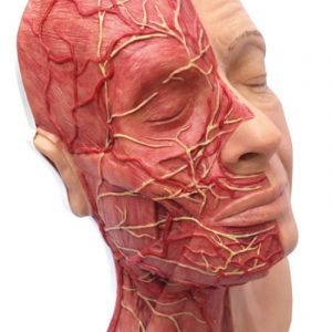 Face Injection Simulator Version Advance with Muscles Arteries and Nerves