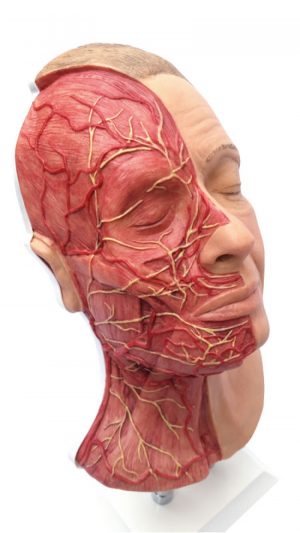 Face Injection Simulator Version Advance with Muscles Arteries and Nerves