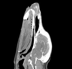 Canine Head Phantom for CT and X-RAY - Image 2