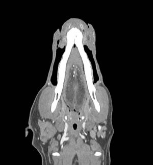 Canine Head Phantom for CT and X-RAY - Image 3