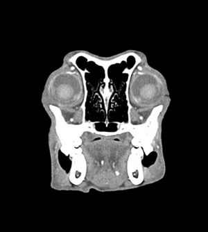 Canine Head Phantom for CT and X-RAY - Image 4