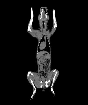 Canine Phantom for Computed Tomography and X-ray - Image 2