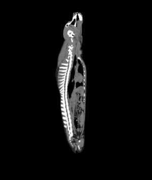 Canine Phantom for Computed Tomography and X-ray - Image 3
