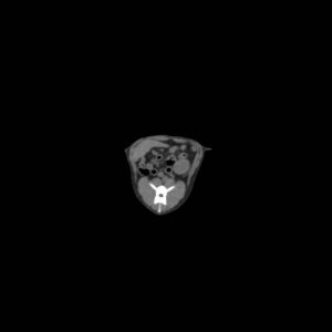 Canine Phantom for Computed Tomography and X-ray - Image 4
