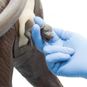 Gynecological Canine Simulator with Birthing Panel - Image 4
