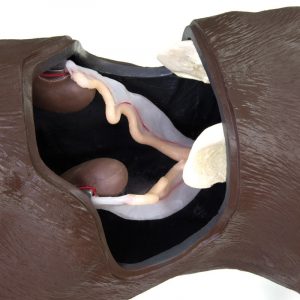 Gynecological Canine Simulator with Birthing Panel - Image 7