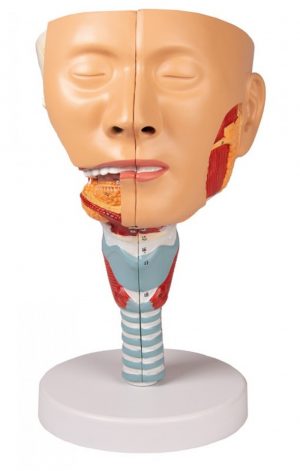 Head Model with Throat and Larynx