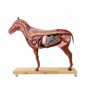 Horse mare Model 16 Parts 1/3 Life Size