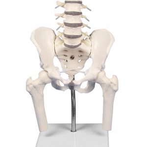 Lumbar Spine with Pelvis for Demonstration of Malpositions