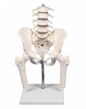 Lumbar Spine with Pelvis for Demonstration of Malpositions