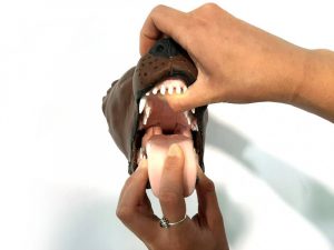 Canine Intubation Model - Image 5