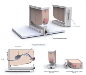 Trainer for Learning to Catheterize a Female Dog - Image 6