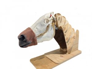 Nasogastric Equine Intubation Model