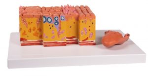 Tongue and Tongue Tissue - Image 2