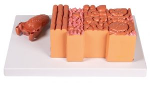 Tongue and Tongue Tissue - Image 3