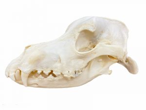 Dog Skeleton Model Unassembled German Shorthaired Pointer Old Male