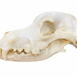 Dog Skeleton Model Unassembled German Shorthaired Pointer Old Male