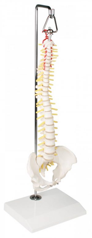 Model of the Spine on a Hanging Stand Miniature