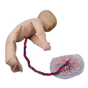 Fetal Doll with Placenta