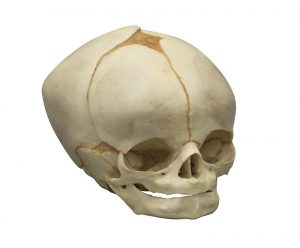 Fetal Skull Model 40 ½ Weeks