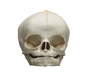 Fetal Skull Model 40 Weeks