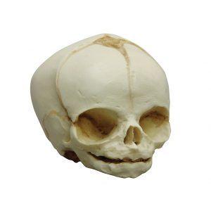Fetal Skull Model 31 Weeks