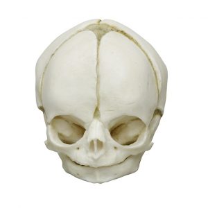 Fetal Skull Model 29 Weeks