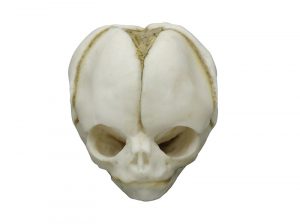Fetal Skull Model 20 Weeks