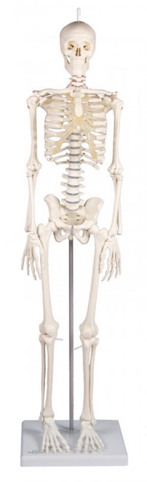 Miniatur Skelett Patrick