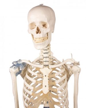 Otto Skeleton Model with Ligaments - Image 2