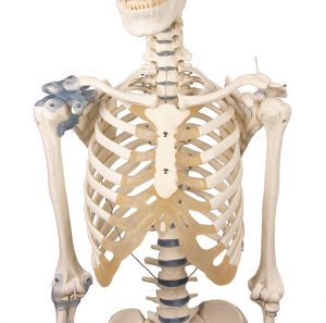 Otto Skeleton Model with Ligaments - Image 3