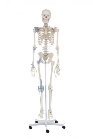 Otto Skeleton Model with Ligaments