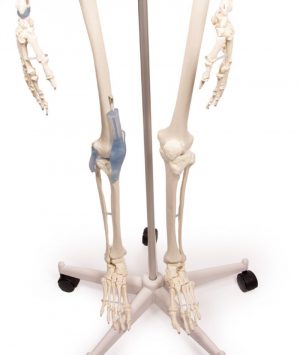 Otto Skeleton Model with Ligaments - Image 5