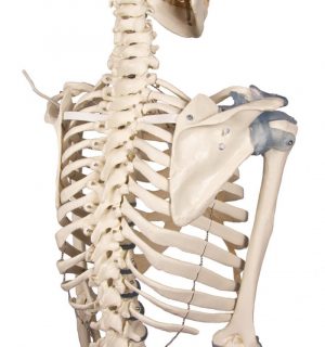 Otto Skeleton Model with Ligaments - Image 6