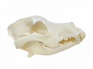 Siberian Husky Dog Skeleton Old Male - Image 9