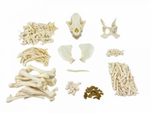 Beagle Skeleton Adult Male